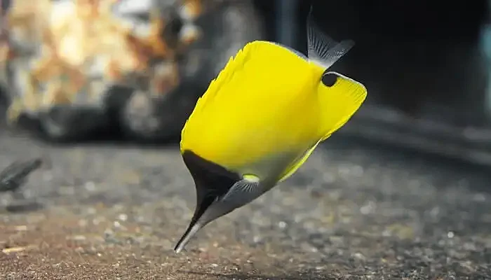 Phuket Aquarium